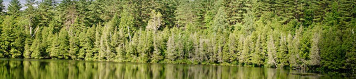 trees_lake